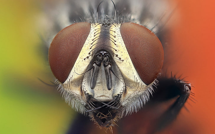 макро фотография на мухи лице, животни, природа, насекомо, HD тапет