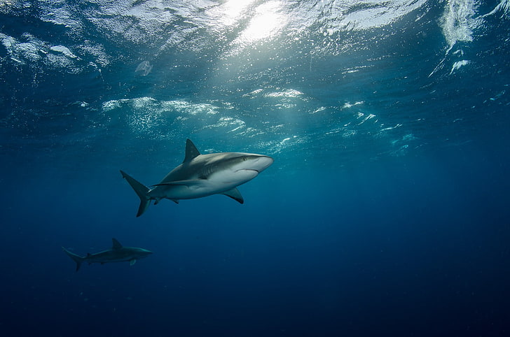 animaux, requin, sous l'eau, Fond d'écran HD