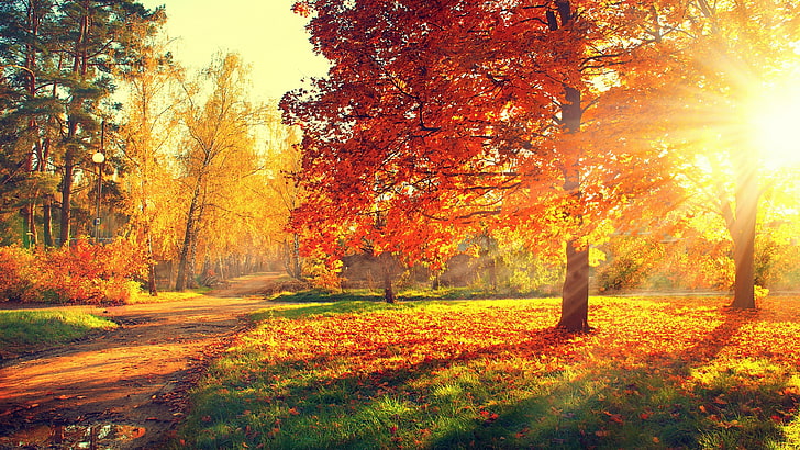 automne, feuilles d'automne, bosquet, lumière du soleil, à feuilles caduques, arbre, parc, couleurs d'automne, rayon de soleil, forêt, soleil, herbe, paysage, soleil, journée ensoleillée, Fond d'écran HD