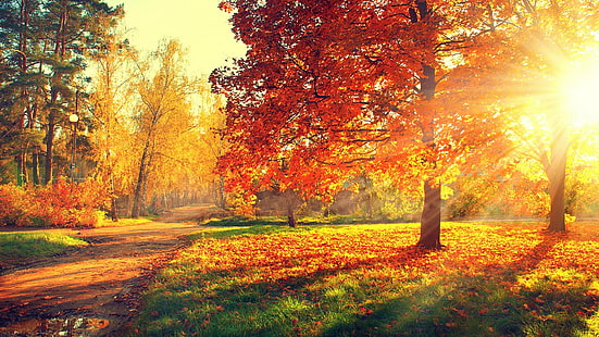 automne, feuilles d'automne, bosquet, lumière du soleil, à feuilles caduques, arbre, parc, couleurs d'automne, rayon de soleil, forêt, soleil, herbe, paysage, soleil, journée ensoleillée, Fond d'écran HD HD wallpaper