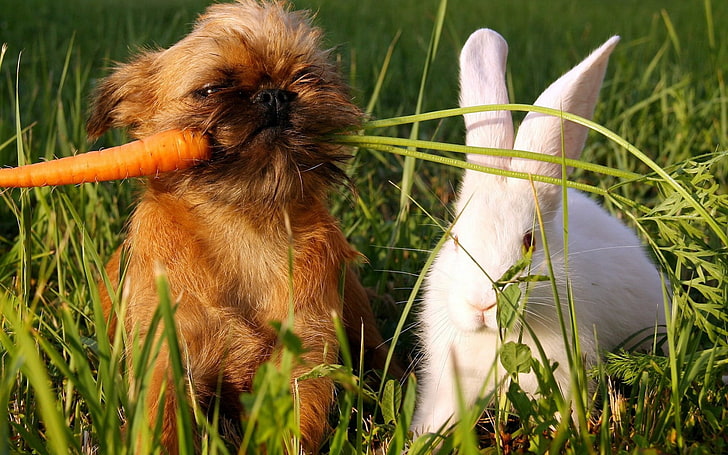 tan Brussels griffon puppy, green, grass, carrots, dog, white, rabbit, HD wallpaper