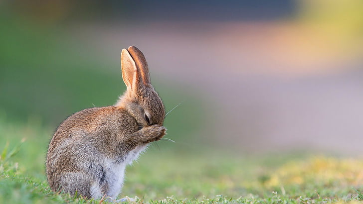 brown rabbit on green field, rabbit, cute animals, 4k, HD wallpaper