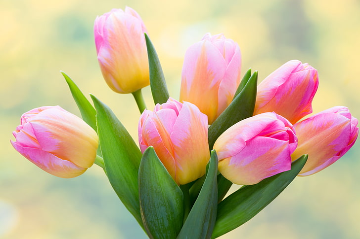Bouquet, Flora, Tulipani, 5K, Sfondo HD