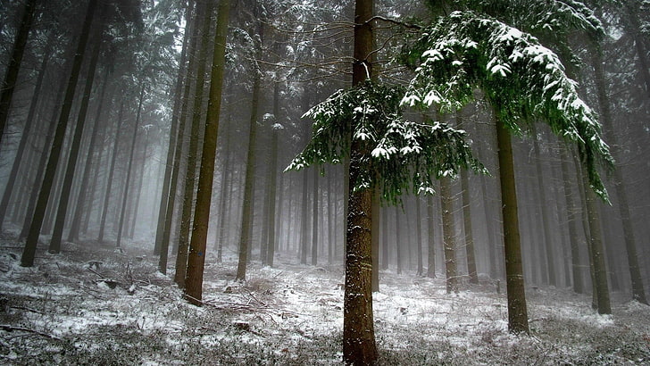 brunt träd, träd täckt med snö, natur, träd, löv, gren, skog, dimma, vinter, snö, fotografering, HD tapet