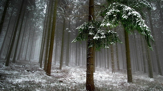 brązowe drzewo, drzewa pokryte śniegiem, przyroda, drzewa, liście, gałąź, las, mgła, zima, śnieg, fotografia, Tapety HD HD wallpaper