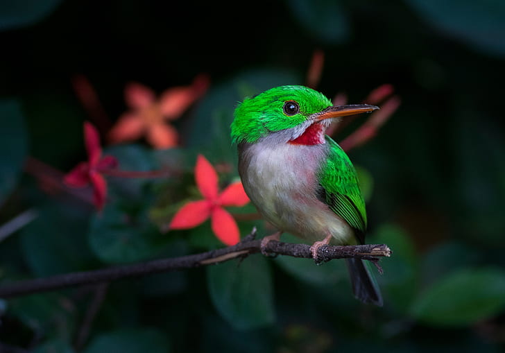 Ptaki, Ptak, Kubański Tody, Dzika przyroda, Tapety HD