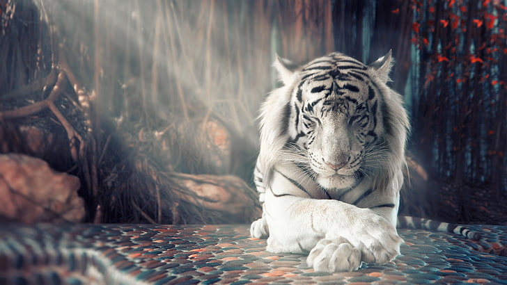 Бял тигър, бял, Тигър, HD тапет