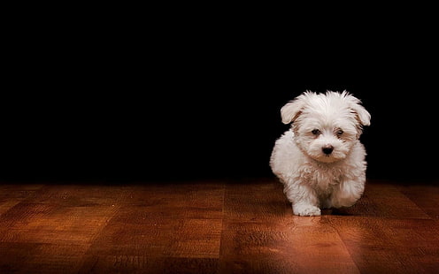 Hunde, Malteser, Hund, Haustier, Welpe, HD-Hintergrundbild HD wallpaper