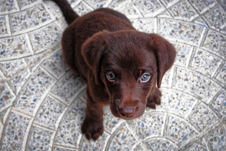 Dogs, Puppy, Animal, Baby Animal, Chocolate Labrador, Cute, Dog, HD wallpaper