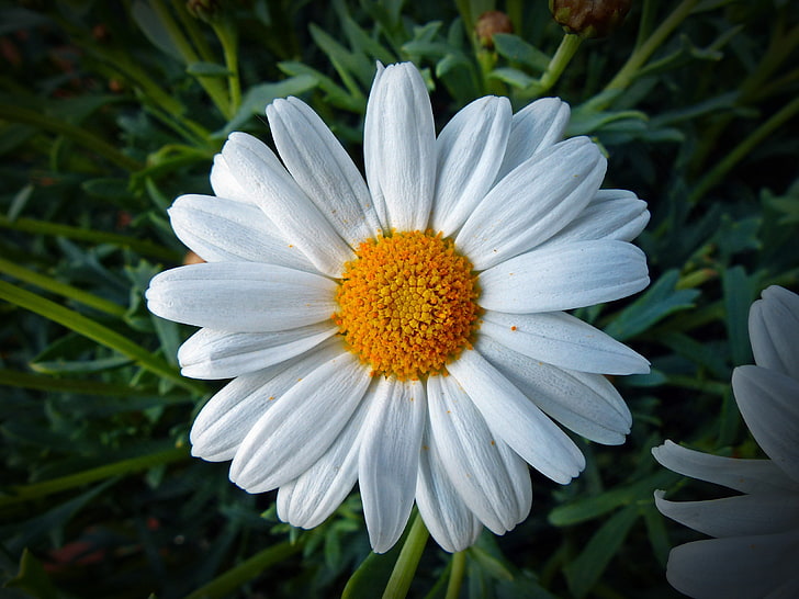 white daisy flower, daisy, flower, petals, HD wallpaper