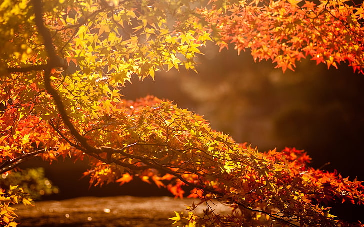 pohon berdaun oranye, pohon daun merah dan kuning, jatuh, alam, daun, cabang, sinar matahari, fotografi, kabur, Wallpaper HD