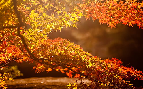 drzewo o liściach pomarańczowych, drzewo z czerwonymi i żółtymi liśćmi, jesień, natura, liście, gałąź, światło słoneczne, fotografia, niewyraźne, Tapety HD HD wallpaper