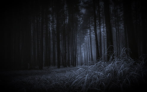 лес, темная тема, трава, деревья, природа, HD обои HD wallpaper