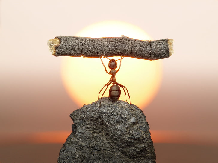 red fire ant, the sun, macro, sunset, stone, ant, insect, log, strongman, Wallpaper from lolita777, HD wallpaper