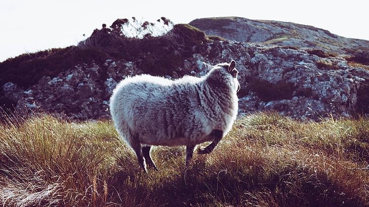 коричнево-белая кошка плюшевая игрушка, овечка, овца, горы, трава, Норвегия, пейзаж, HD обои