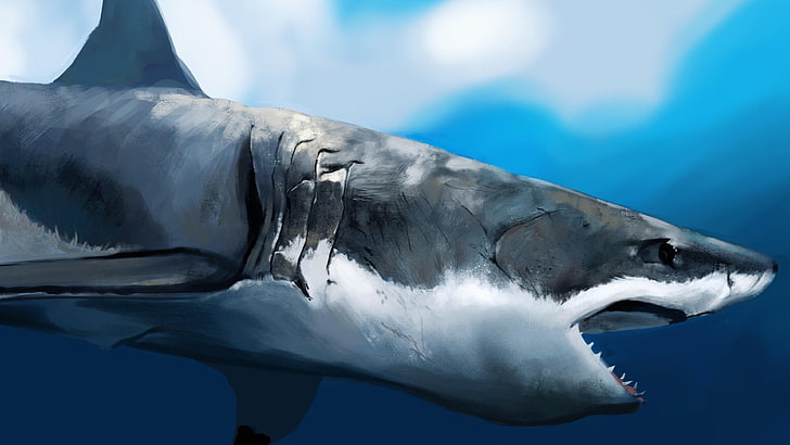 köpekbalığı, sanat eseri, boyama, yaban hayatı, büyük beyaz köpekbalığı, su, resim sanatı, HD masaüstü duvar kağıdı
