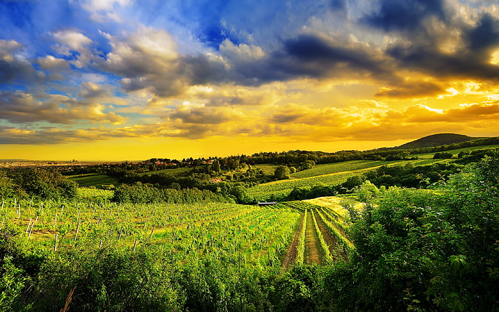 green grass field, nature, the vineyards, Austria, Kahlenberg hills, north-west of Vienna, HD wallpaper