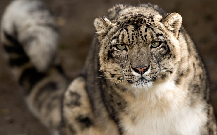 gepard, lampart śnieżny, pysk, cętkowany, duży kot, Tapety HD