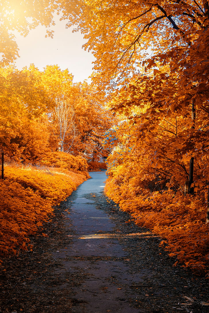Autumn park, Autumn trees, Foliage, Path, Autumn leaves, HD, 4K, HD wallpaper
