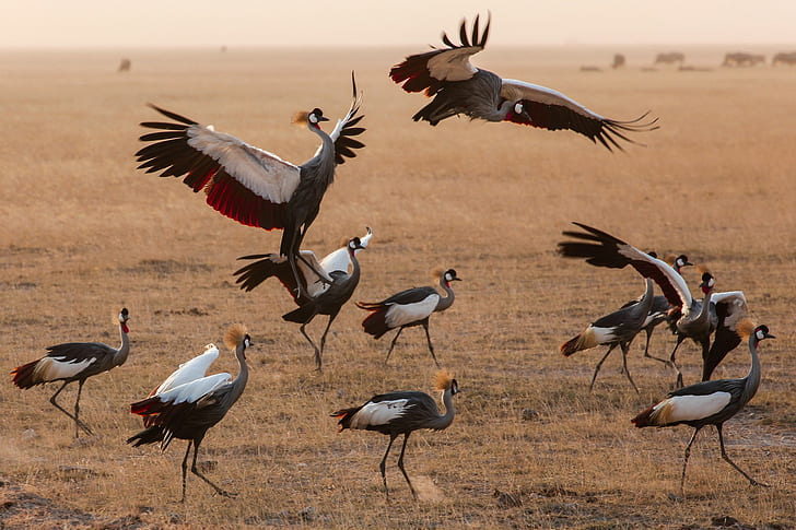Birds Flock, Kenya, Birds, flock, HD wallpaper