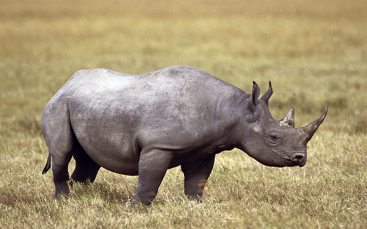 grey rhinoceros, rhinoceros, field, grass, horn, HD wallpaper