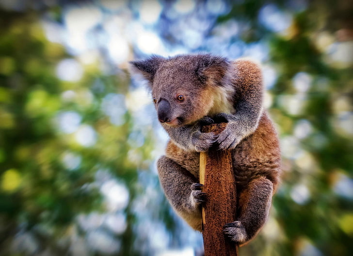 koala, koala, blur, beast, tree, sit, background, HD wallpaper