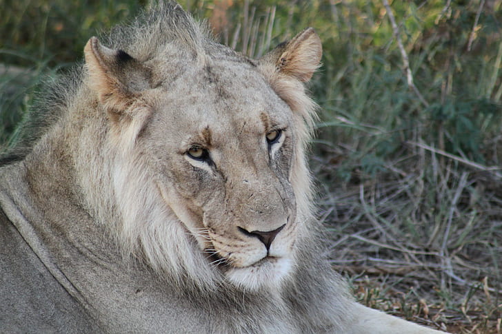 สิงโตตัวสีแทนนอนอยู่บนหญ้าสิงโต - แมวสัตว์ป่าแมวที่ไม่ได้ฆ่าเชื้อสัตว์กินเนื้อสัตว์ในป่าแอฟริกาสัตว์สัตว์ซาฟารีธรรมชาติแมวสัตว์เลี้ยงลูกด้วยนมสะวันนาแมวตัวใหญ่, วอลล์เปเปอร์ HD