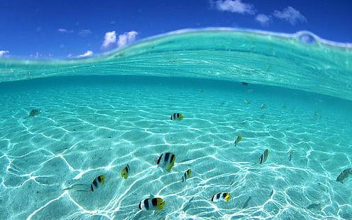 Tropical Underwater Fish Ocean HD, animals, ocean, tropical, fish, underwater, HD wallpaper HD wallpaper