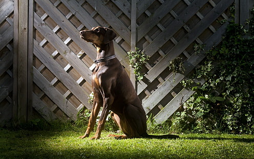 hewan, anjing, Doberman Pinscher, Wallpaper HD HD wallpaper