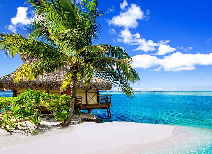 coconut tree near wooden house at the beach, palm trees, beach, tropical, sea, clouds, summer, vacation, Bora Bora, nature, landscape, HD wallpaper