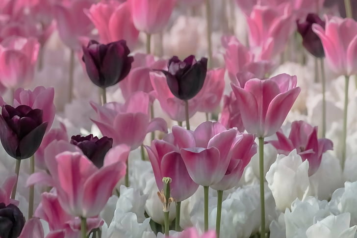 pink, putih dan ungu tulip, putih, ungu, tulip, Faves, alam, tulip, tanaman, Warna pink, bunga, musim semi, Kepala bunga, daun bunga, keindahan di Alam, Wallpaper HD