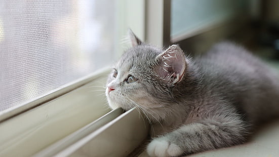 серый и белый кот, котята, кот, HD обои HD wallpaper