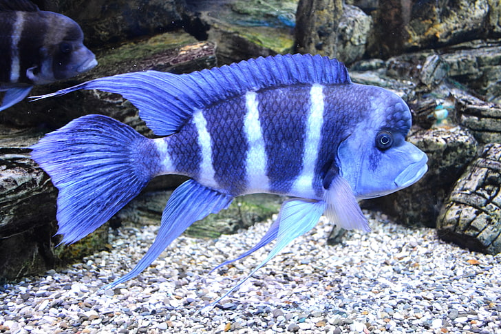 black and white fish, fishes, aquarium, fins, striped, HD wallpaper