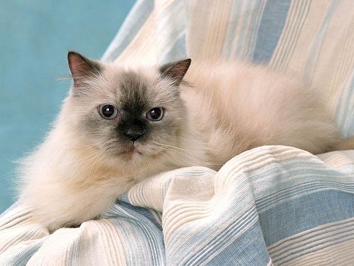 Siamese cat, cat, eyes, furry, purebred, HD wallpaper