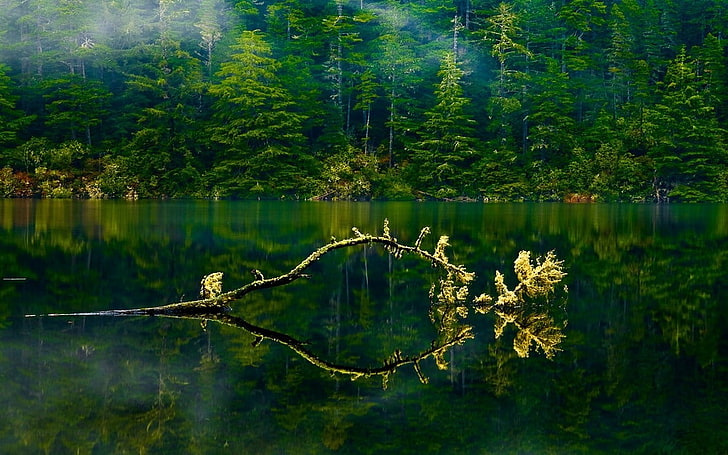 green leafed trees, nature, landscape, Oregon, lake, mist, forest, green, water, trees, branch, spring, foliage, HD wallpaper