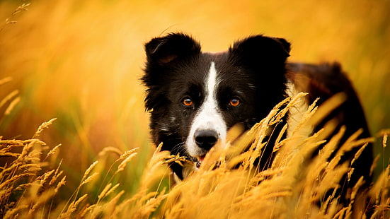 Hund Border Collie Bild, HD-Hintergrundbild HD wallpaper