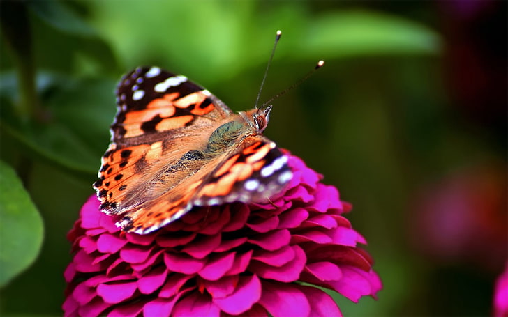 orange and black butterfly, butterfly, red, pink, spotted, HD wallpaper