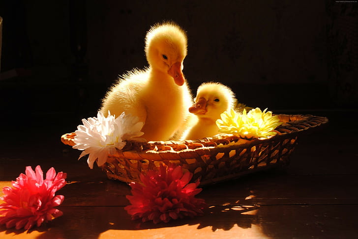 basket, yellow, flowers, pet, Ducklings, sunny day, table, animal, cute, HD wallpaper