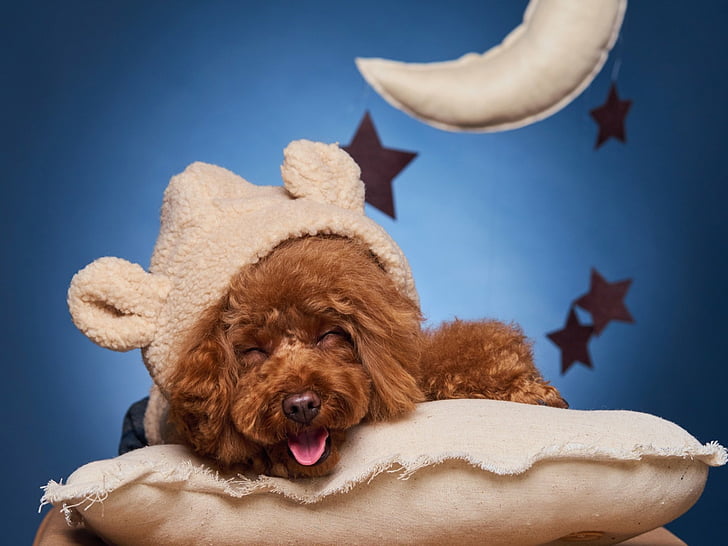 Dogs, Poodle, Dog, Hat, Pet, Sleeping, HD wallpaper
