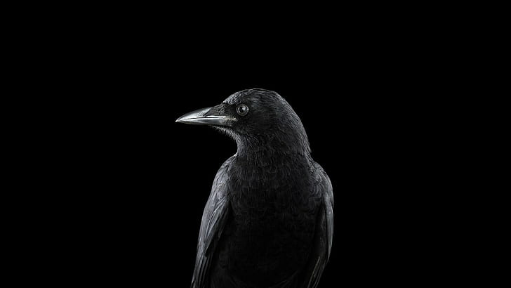 Fotografia, animais, pássaro, corvo, fundo simples, fotografia, animais, pássaro, corvo, fundo simples, 1920x1080, HD papel de parede
