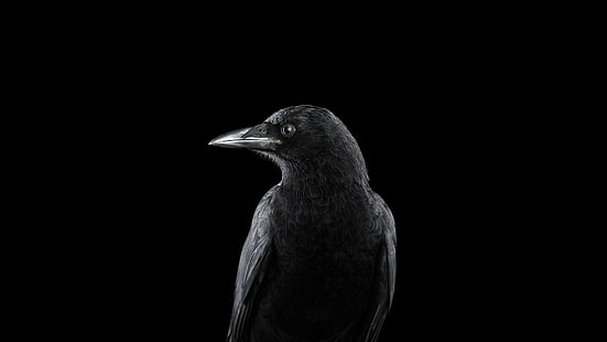Photography, Animals, Bird, Raven, Simple Background, photography, animals, bird, raven, simple background, 1920x1080, HD wallpaper HD wallpaper