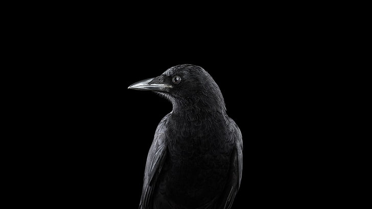 черна птица, фотография, животни, птици, гарван, прост фон, природа, HD тапет
