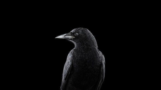 uccello nero, fotografia, animali, uccelli, corvo, sfondo semplice, natura, Sfondo HD HD wallpaper