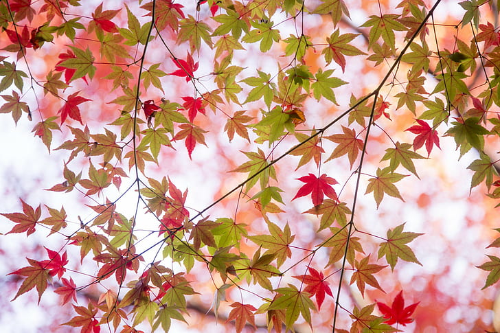Paint, branches, autumn, green and red maple leafs, branches, leaves, paint, autumn, HD wallpaper