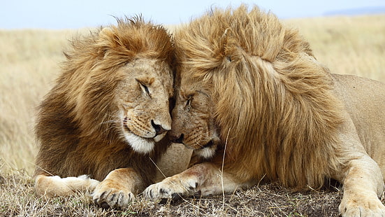 two male lions, lions, couple, mane, lie, HD wallpaper HD wallpaper