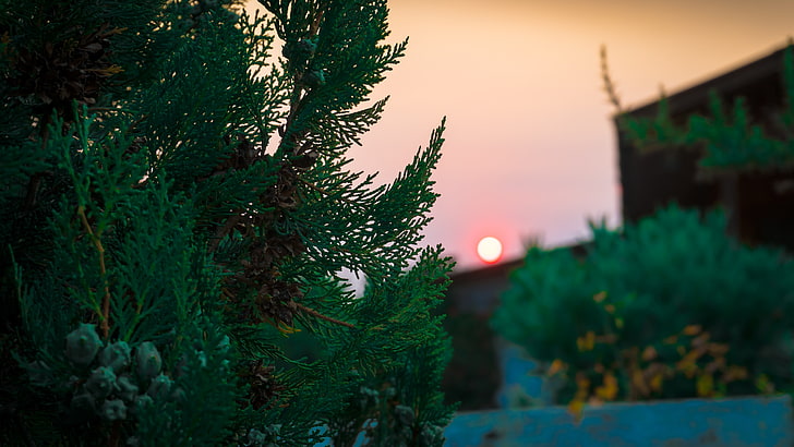 Plante feuille verte avec plante verte, Las Cruces, Chili, coucher de soleil, Fond d'écran HD