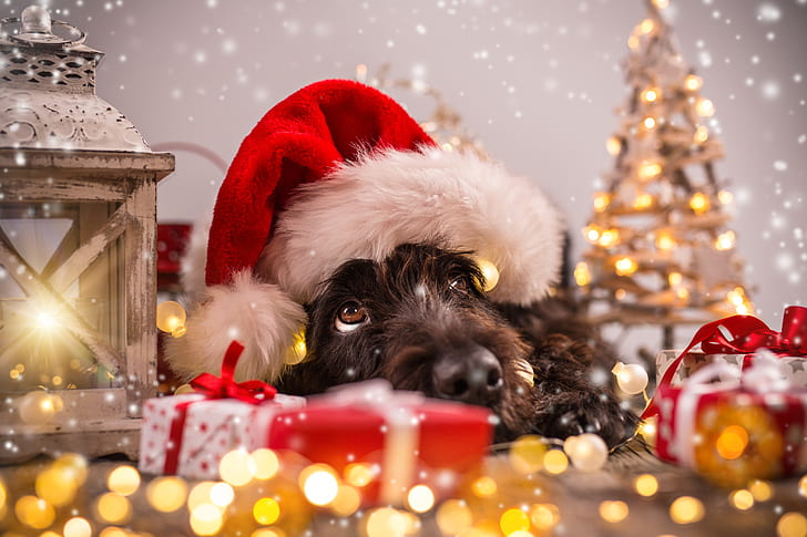 arbre, chien, nouvel an, Noël, 2018, joyeux Noël, Noël, drôle, mignon, décoration, bonnet de Noel, symbole 2018, Fond d'écran HD
