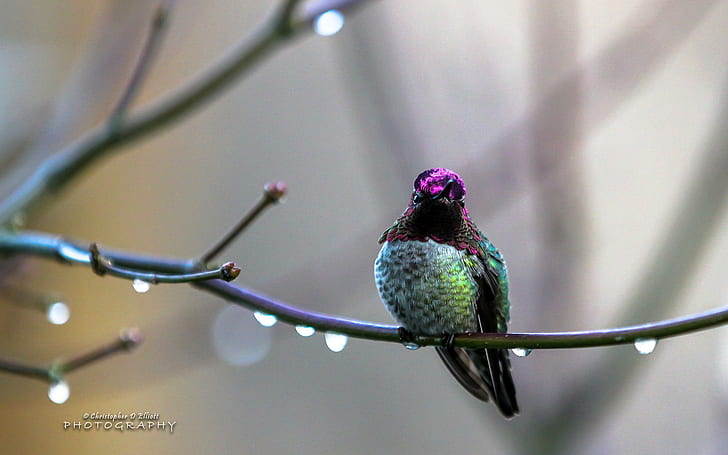 Anna's Hummingbird, koliber, Anna's, Tapety HD