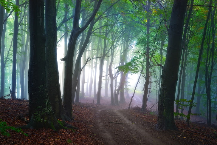 árbol de hoja verde, niebla, naturaleza, paisaje, camino, bosque, mañana, hojas, árboles, Fondo de pantalla HD