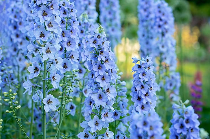 Makro, Blau, Blütenstand, Delphinium, Rittersporn, HD-Hintergrundbild